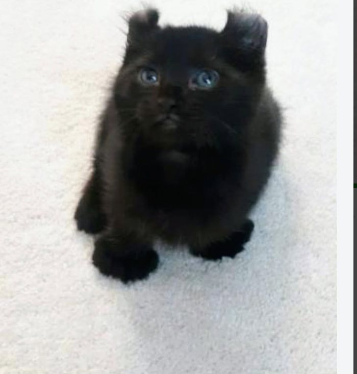A black kitten with curled ears sitting on a white carpet, looking up at the camera.