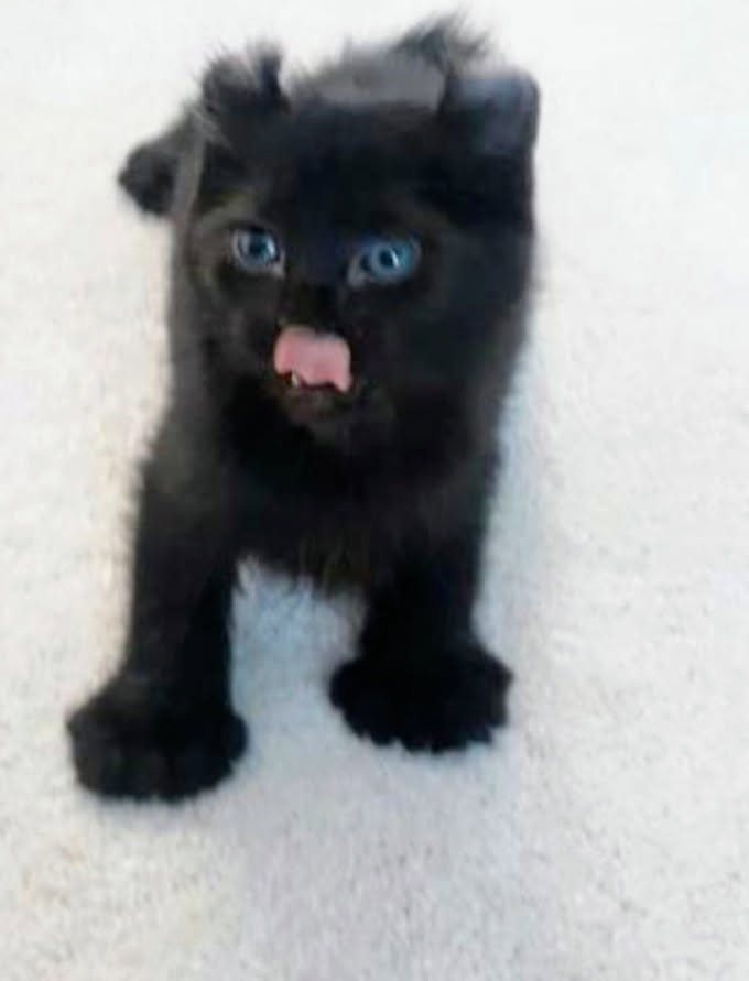 A black kitten standing on a white carpet with the tip of its pink tongue showing.