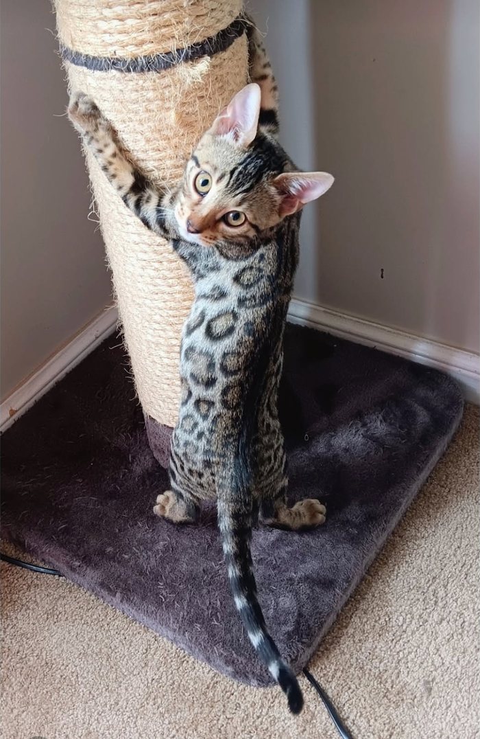 A spotted cat climbing a rope scratching post, its long ringed tail hanging down behind it.