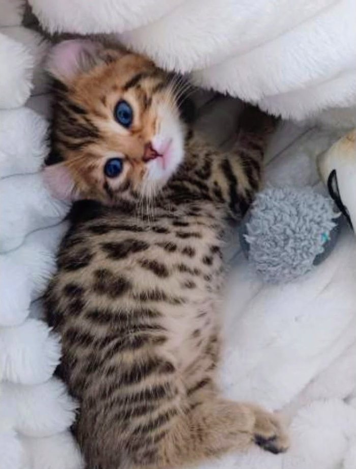 A spotted kitten lying on its back in white bedding with wide blue eyes, a gray pompom toy beside it.