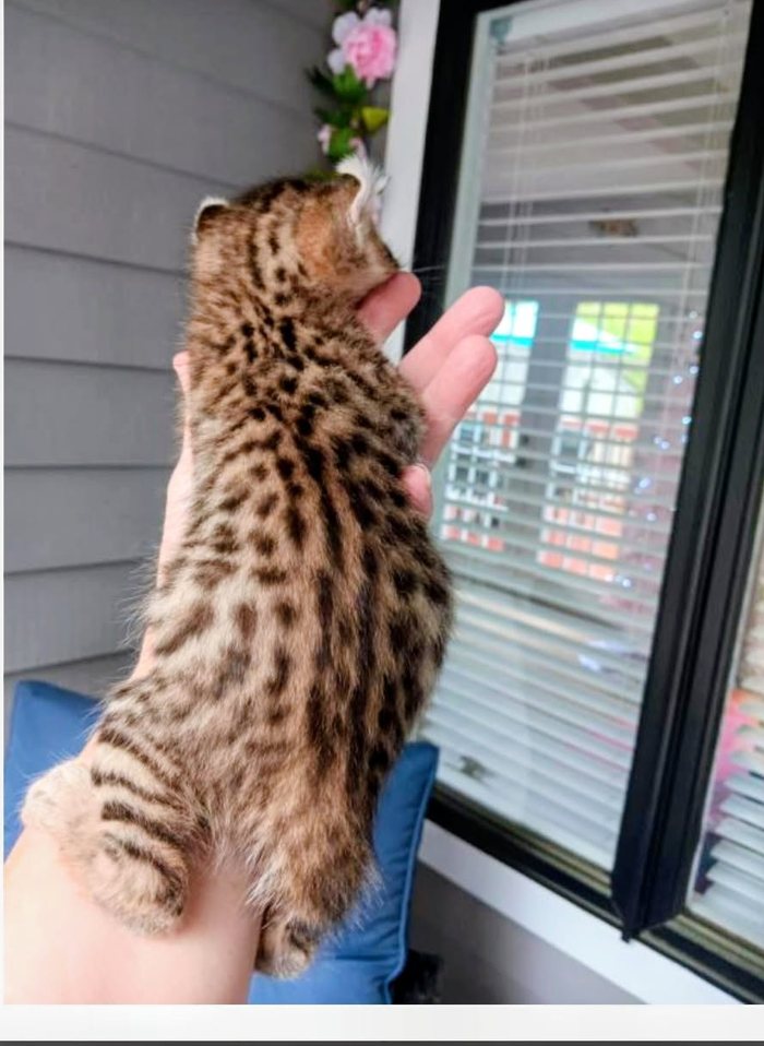 A spotted kitten held up in one hand in front of a window with white blinds.
