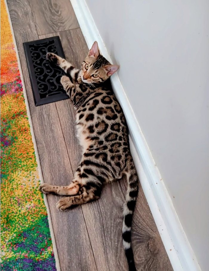 A spotted cat stretched up tall against a white door frame on a wooden floor.