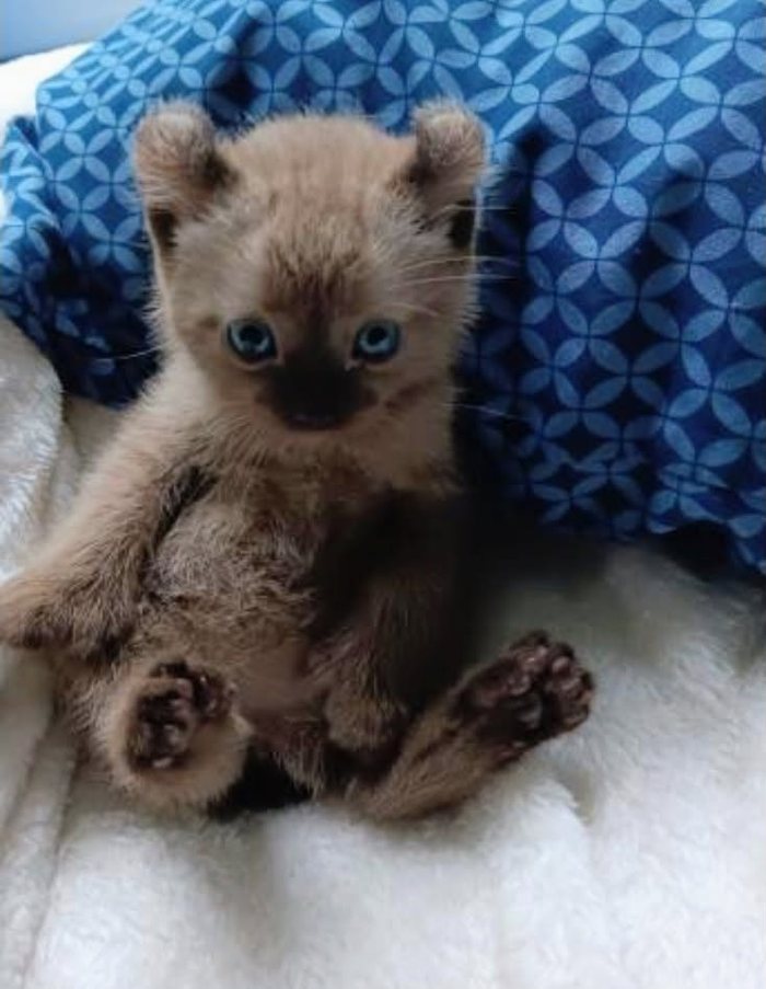 A dark tipped kitten with blue eyes sitting back on white bedding against a blue blanket.
