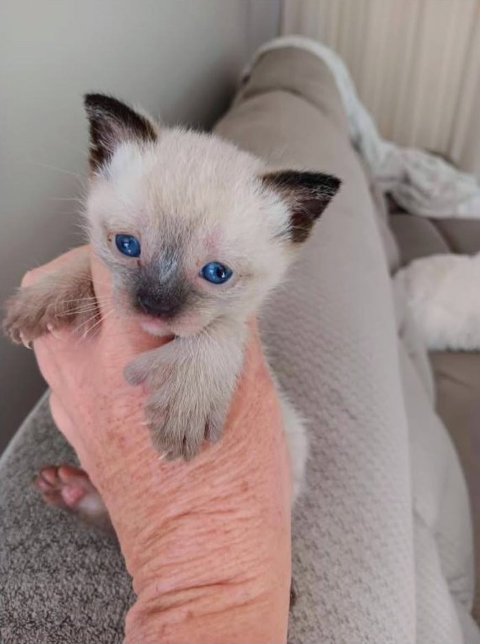 A cream kitten with dark ears and bright blue eyes, held gently in one hand.