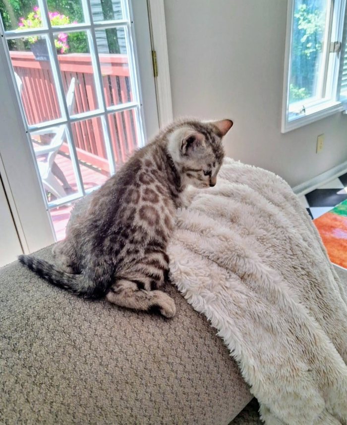 A silver spotted cat sitting on the back of a sofa beside a sunny window, looking outside.