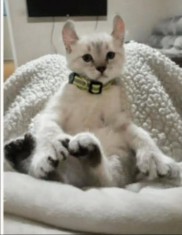 A cream kitten wearing a green collar, sitting in a fluffy round bed with its large paws forward.