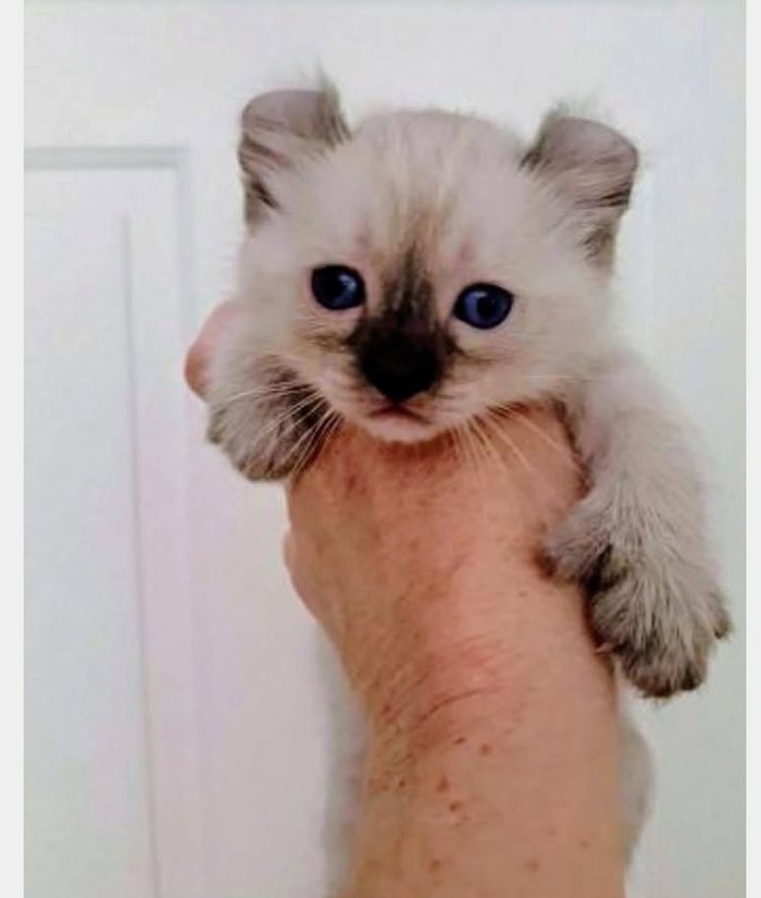 A pale cream kitten with curled ears and dark blue eyes, held up in one hand.