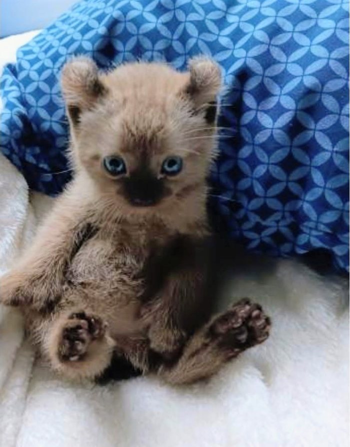 A pale spotted kitten with curled ears sitting back against a blue patterned blanket.