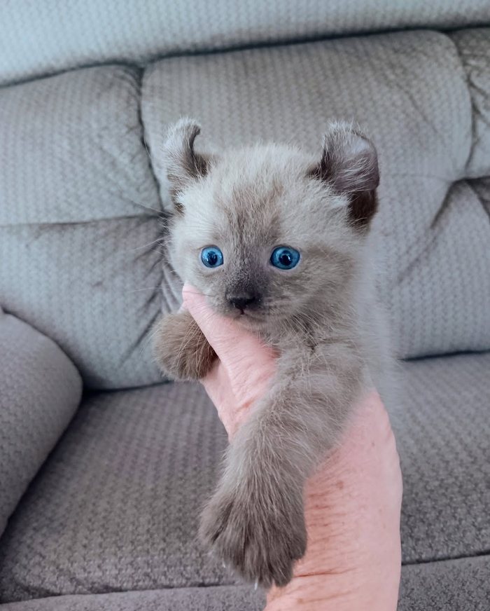 A pale kitten with curled ears and blue eyes held up in one hand on a gray sofa.