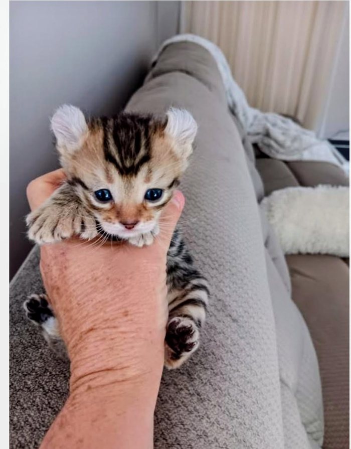 A very small tabby kitten with large eyes, held up in one hand.