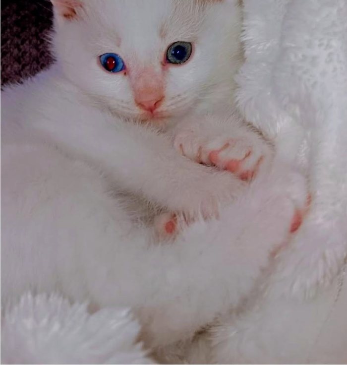 A white kitten with blue eyes nestled in soft white bedding.