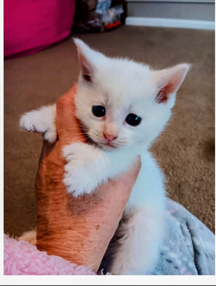 A white kitten with dark eyes held up in one hand above a pink blanket.