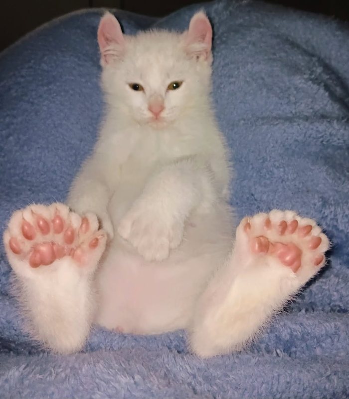 A white cat lying back on a blue blanket, showing wide pink padded paws with extra toes.