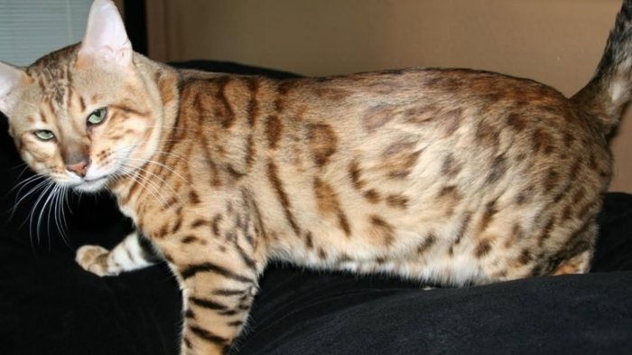 Cleo, a brown rosetted Bengal in full profile, standing on a dark sofa.