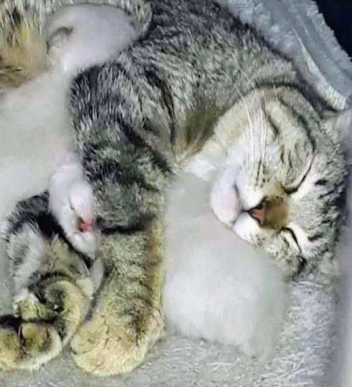 Gt, a silver tabby mother cat, asleep in a soft bed with her newborn kittens curled against her.