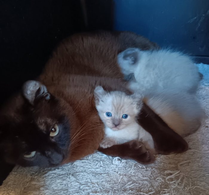 Peaches, a chocolate brown cat, lying with two pale snow kittens, one looking at the camera with bright blue eyes.