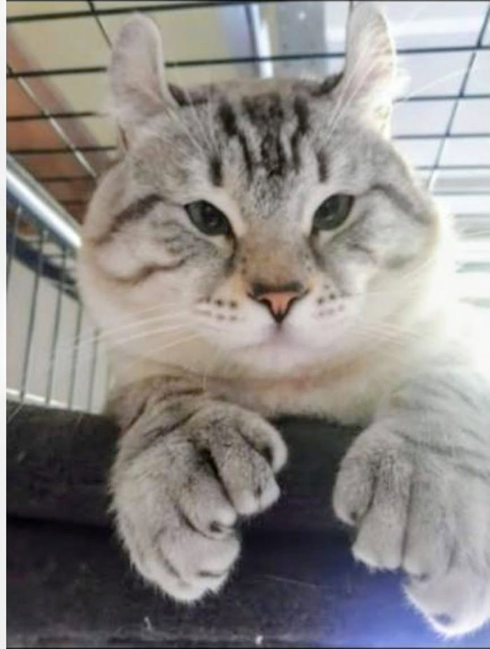Santa, a silver Highland Lynx with backward curling ears, resting his wide, many toed front paws over a ledge.