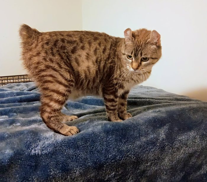 Spotty Dottie, a brown spotted cat with curled ears and a short bobbed tail, standing on a blue blanket.