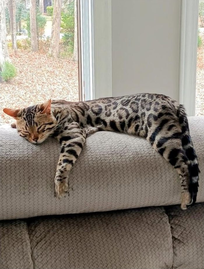 Taz, a brown rosetted Bengal, lying along the back of a sofa in front of a bright window.