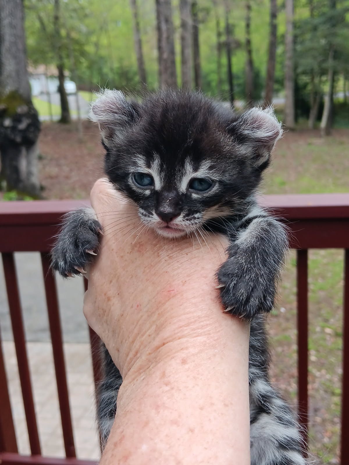 A dark silver kitten with softly curled ears and blue eyes, held up in one hand on a porch with woodland behind.
